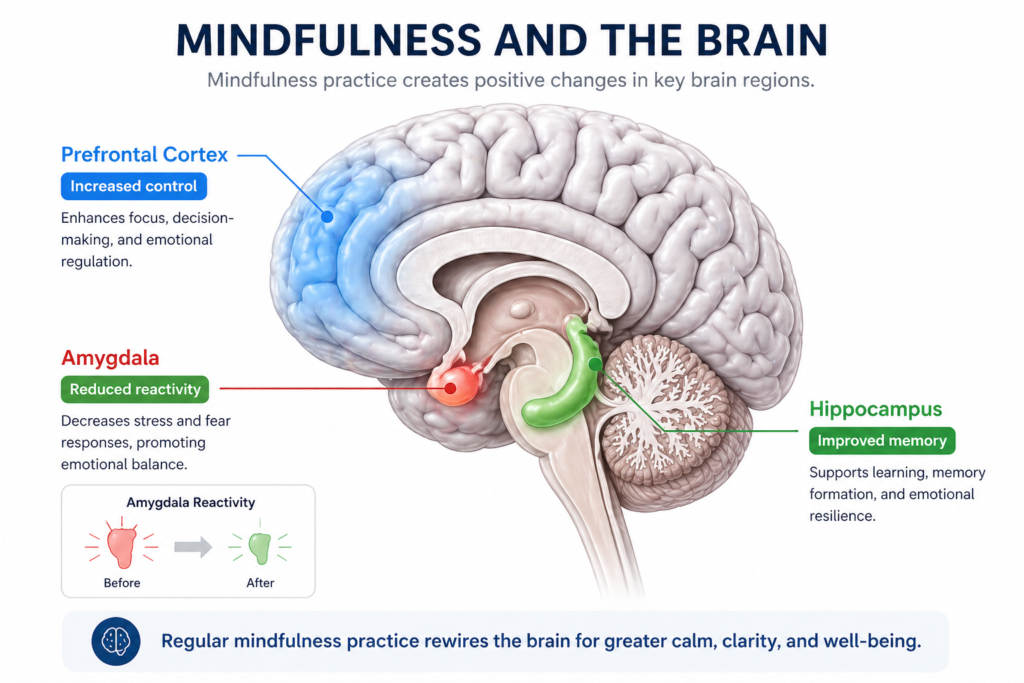 Brain diagram showing areas affected by mindfulness meditation and stress reduction benefits